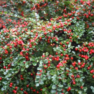 Skalník Dammerov (Cotoneaster dammeri) ´CORAL BEAUTY´ ⌀ 30-50 cm, kont. C3L